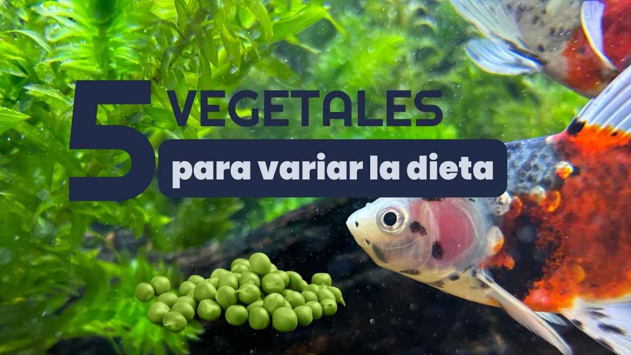 5 Vegetales para Alimentar a tus Peces 
